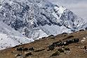 13. dingboche-tengboche (25)